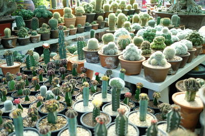 Potted plants for sale at market stall