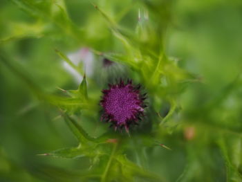 Close-up of thistle flower