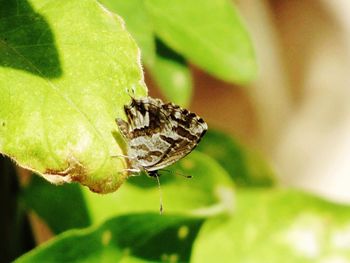 Close-up of insect on plant