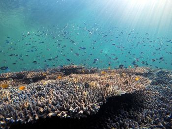 Fish swimming in sea