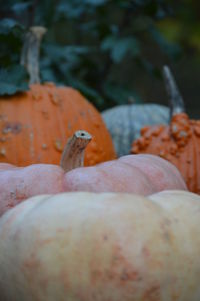 Close-up of bird