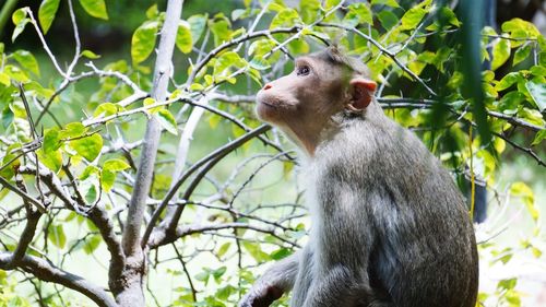 Monkey sitting on tree in forest