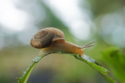 Close-up of snail on leaf