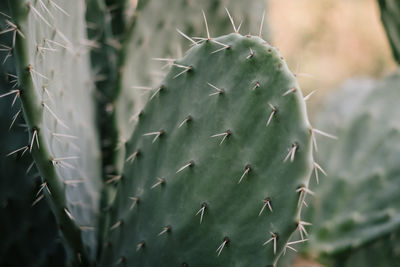 Close-up of prickly pear cactus