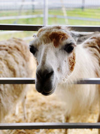 Close-up of a llama in a pen. 