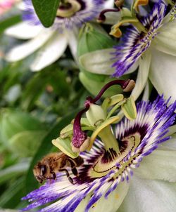 Close-up of purple flowers