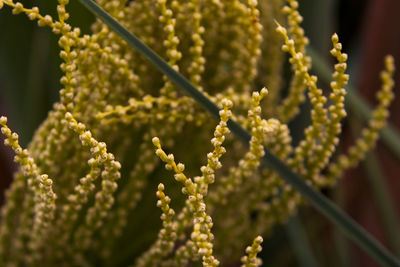 Close-up of flowering plant