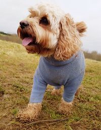 Close-up of dog on field against sky