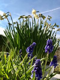 Close-up of purple flowers blooming on field