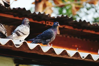 Low angle view of birds perching on roof