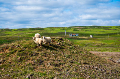 Hay bales in a field