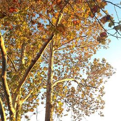 Low angle view of tree against sky