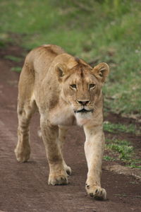 Portrait of a wild lion panthera leo walking towards camera inside ngorongoro crater in tanzania.