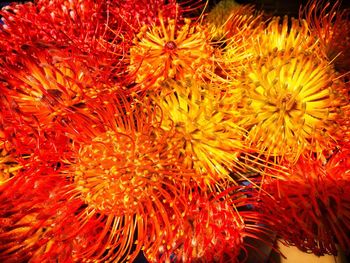 Close-up of coral on sea shore