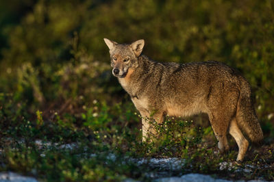 Portrait of coyote on field