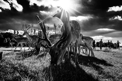Horse on field against sky