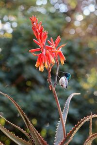 Close-up of red flowering plant