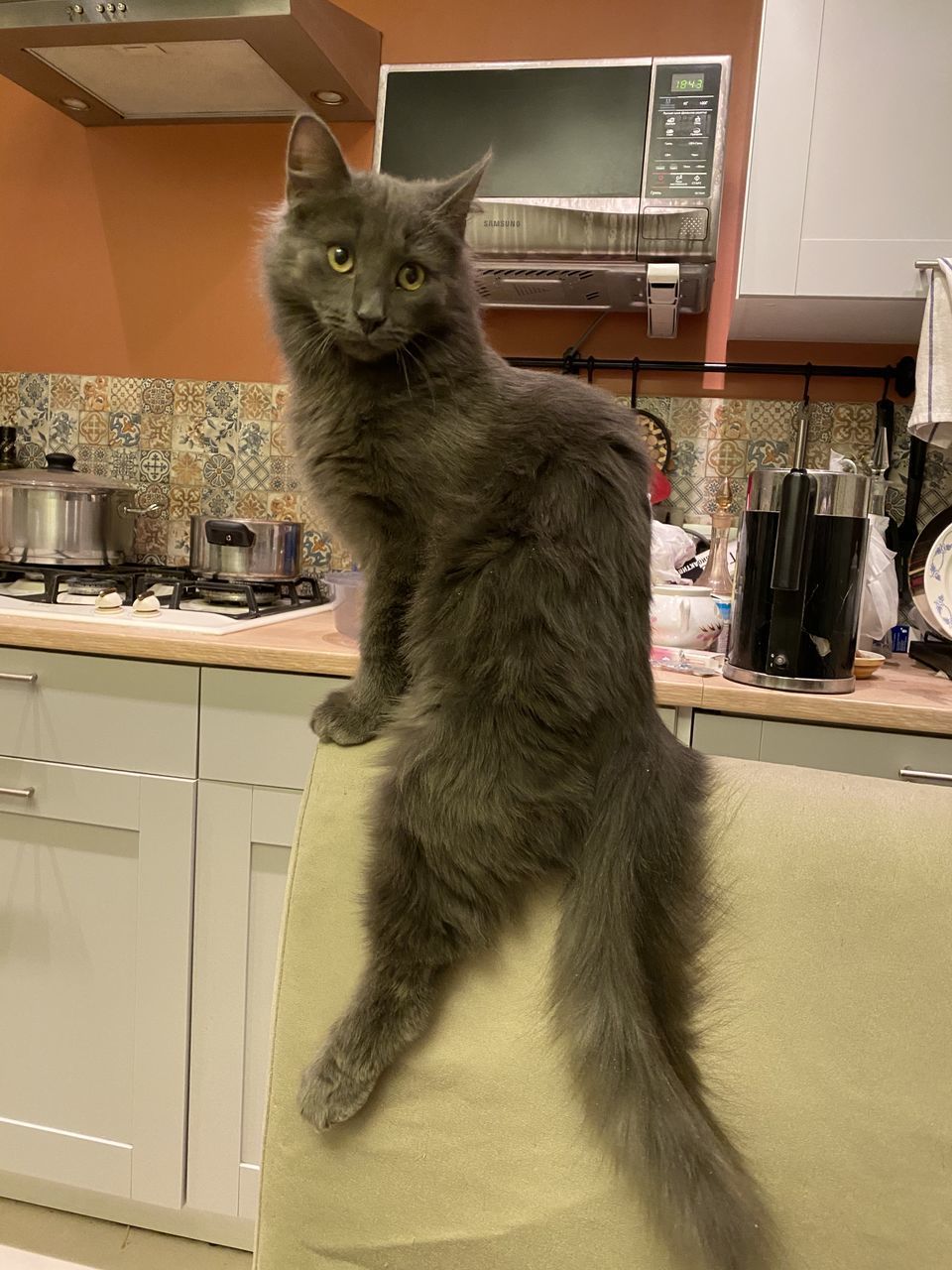 CAT SITTING ON TABLE IN HOME