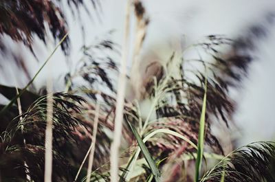 Close-up of plant against blurred background