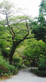 Footpath amidst trees