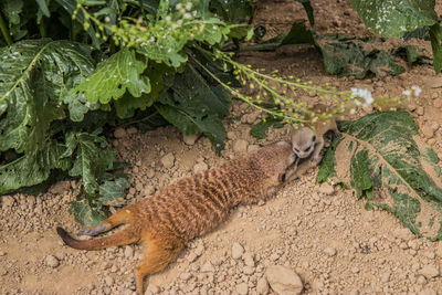 High angle view of cats on field