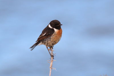 Close-up of bird perching against sky