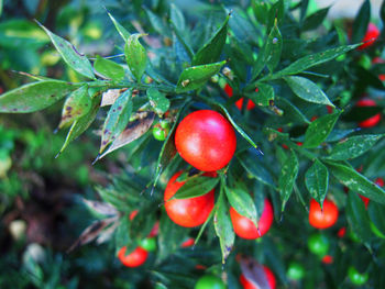 Close-up of holly berries growing on tree