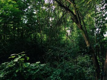 Trees in forest