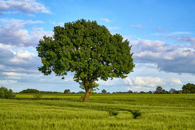 Tree on field against sky