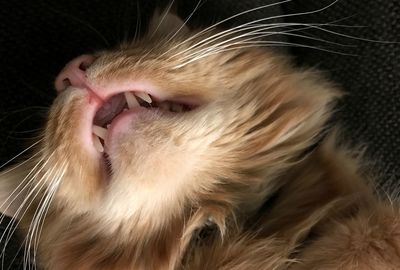 Close-up of a cat