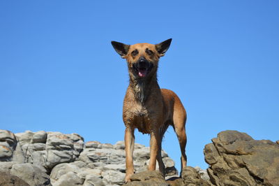 Portrait of dog standing on rock against clear blue sky