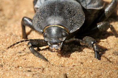 Close-up of beetle on field