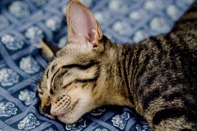 Close-up of cat sleeping at home