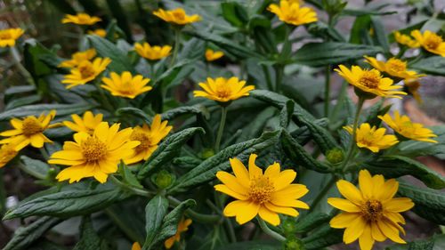 High angle view of yellow flowering plants