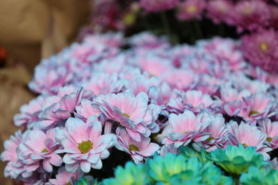 Close-up of pink flowering plants