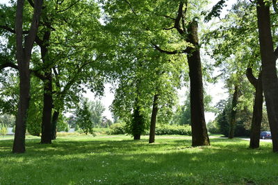 Trees in park