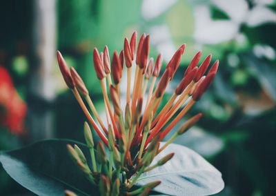 Close-up of flower against blurred background