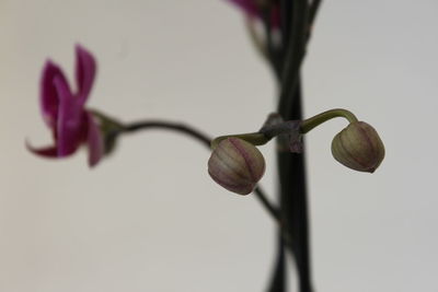 Close-up of flowers against blurred background