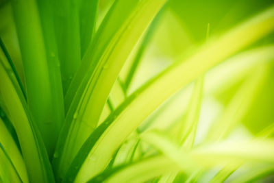 Close-up of green leaf