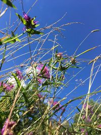 Low angle view of flowers blooming against blue sky