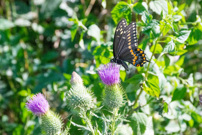 Close-up of butterfly pollinating on flower