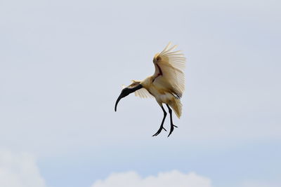 Low angle view of a bird flying