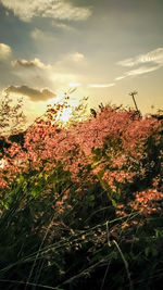 Plants growing on field against sky during sunset