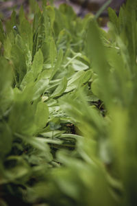 Close-up of fresh green plants