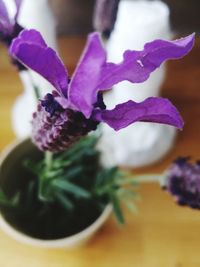 Close-up of purple flower