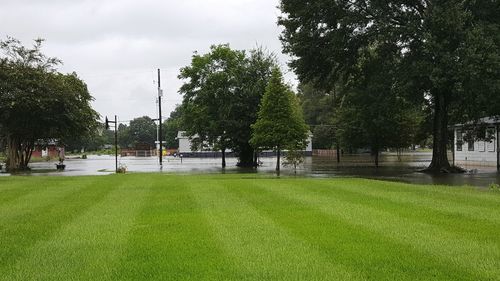 Trees in park