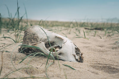 Animal skull on sandy beach against clear sky