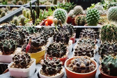 High angle view of potted cactus plants