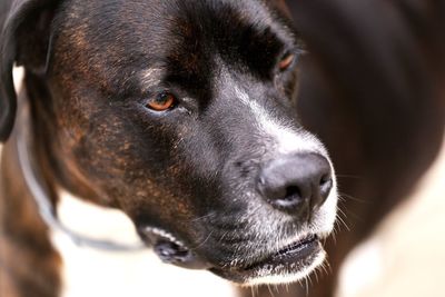 Close-up portrait of dog