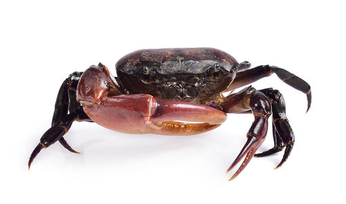 Close-up of insect on white background